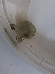 Molgula manhattensis