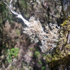 Sphaerophorus globosus