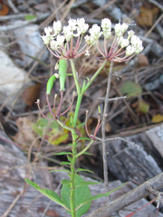 Asclepias texana