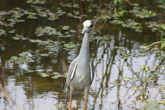 Nyctanassa violacea