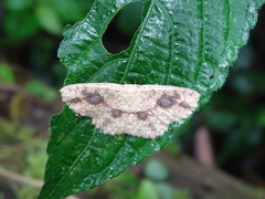 Cyclophora taiwana