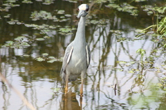Nyctanassa violacea