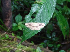 Cyclophora taiwana