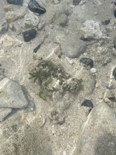 Codium edule observed 2022-05-01