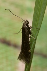 Aproaerema anthyllidella