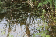 Nyctanassa violacea