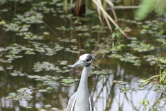 Nyctanassa violacea