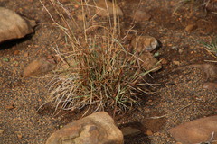 Aristida diffusa