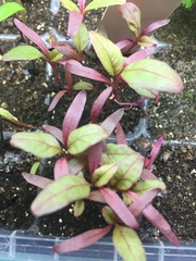 Amaranthus tricolor