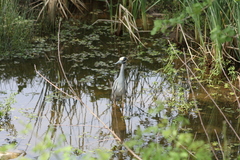 Nyctanassa violacea