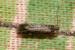 Aproaerema anthyllidella