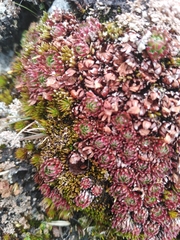 Saxifraga