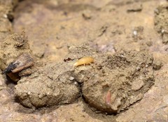 Atelurinae