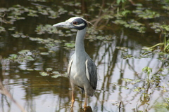 Nyctanassa violacea
