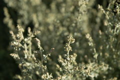 Atriplex lampa