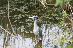 Nyctanassa violacea