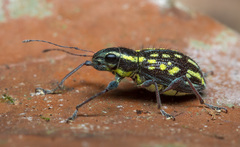 Naupactus