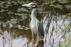 Nyctanassa violacea