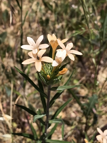 Collomia grandiflora