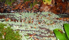 Cladonia transcendens