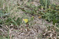 Colias eurytheme