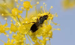 Dorycera maculipennis