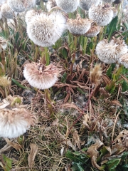 Senecio serratifolius