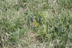 Colias eurytheme