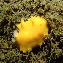 Baptodoris mimetica