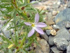 Cyphocarpus rigescens