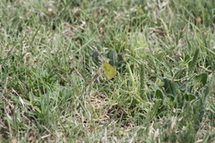 Colias eurytheme