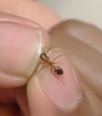 Camponotus maculatus