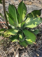Agave xylonacantha