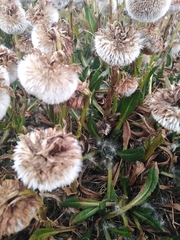 Senecio serratifolius
