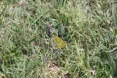 Colias eurytheme