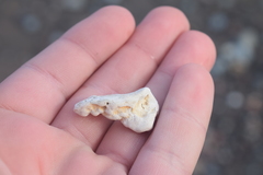 Lithothamnion glaciale