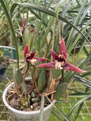 Maxillaria tenuifolia