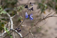 Salvia cuspidata