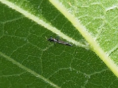 Elaphrothrips
