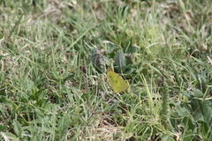 Colias eurytheme