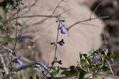 Salvia cuspidata