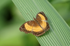 Junonia terea terea