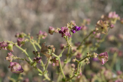 Mirabilis ovata