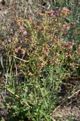 Mirabilis ovata