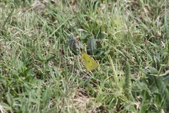 Colias eurytheme