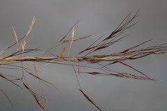 Aristida diffusa