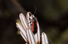 Dionconotus neglectus neglectus