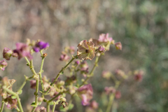 Mirabilis ovata