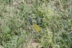 Colias eurytheme