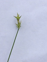 Carex echinata